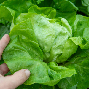 Lettuce 'Butterhead'