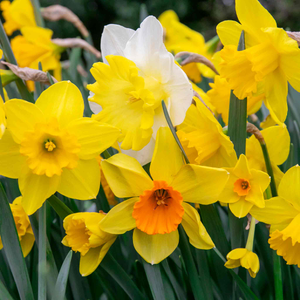 Daffodil Mix 'Yellow Shades'