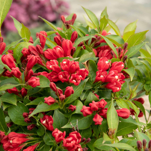 Weigela 'All Summer Red'