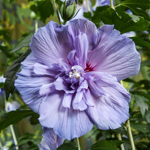 Hibiscus syr. 'Blue Chiffon'