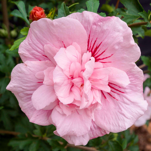 Hibiscus syr. 'Pink Chiffon'