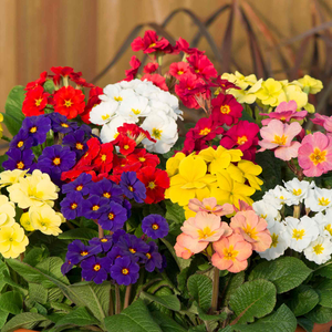 Polyanthus 'Stella Mix'