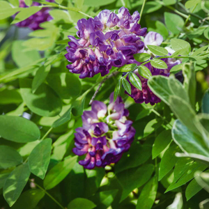 Wisteria 'Longwood Purple'