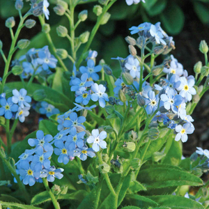 Forget Me Not 'Mon Amie Blue'