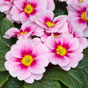 Primrose 'Husky Appleblossom'