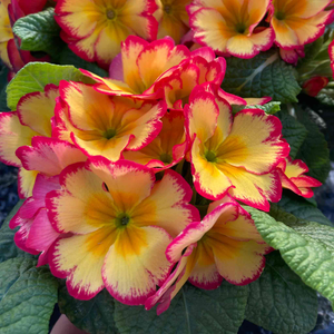 Primrose 'Scentsation Rhubarb and Custard'
