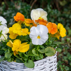 Pansy 'Matrix Citrus and Daffodil Mix'