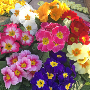 Primrose 'Rambo Mix'