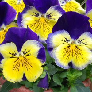 Pansy 'Matrix Morpheus'