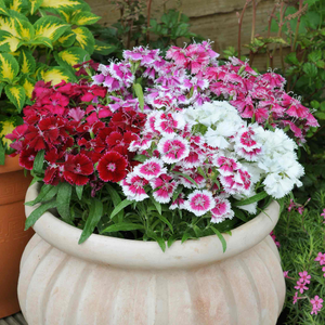Carnation 'Festival Mix' F1