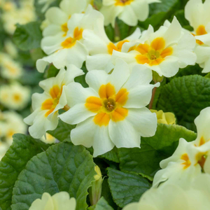Primula 'Vulgaris Everlast'