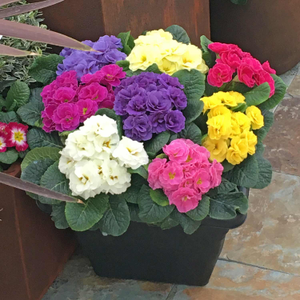 Primrose 'Rubens Mix'