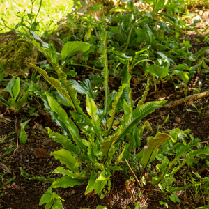 Fern 'Asplenium Scolopendrium'