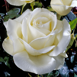 Rose ‘Silver Anniversary’ (Hybrid Tea Rose)