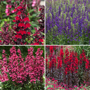 Lobelia 'Starship Mix'