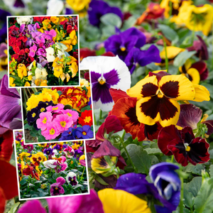 Marshalls Garden 'Winter and Spring' Bedding Selection