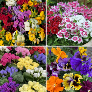 Marshalls 'Winter and Spring Bedding' Plant