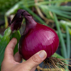 Spring Planting Heat Prepared Onion Sets 'Karmen'