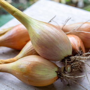 Spring Planting Shallot Sets 'Jermor'