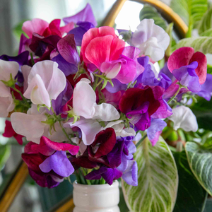 Sweet Pea 'Flower Arranger's Blend'