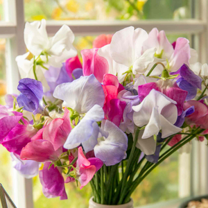 Sweet Pea 'Super Fragrant Collection'