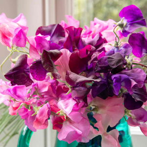 Sweet Pea 'Berry Kiss'