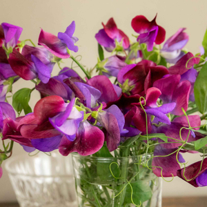 Sweet Pea 'Cupani'