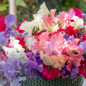 Sweet Pea 'Unwins Signature Blend'