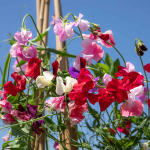 Sweet Pea 'Old Fashioned Mix'