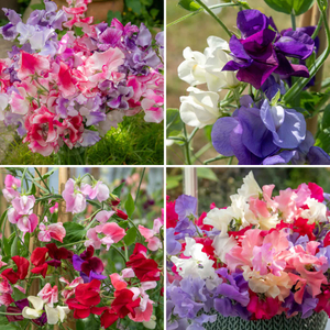 Sweet Pea 'Marshalls Selection'