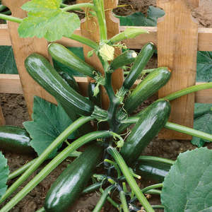 Courgette Seeds 'Black Forest' F1