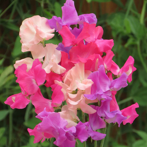 Sweet Pea 'Pink Ladies'
