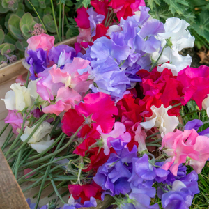 Sweet Pea 'Summerlong Mix'