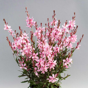 Gaura Seeds 'Giggles Pink Shades'