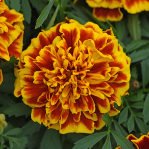 Marigold Seeds 'Bonanza Bee' (French)
