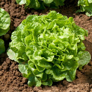 Lettuce Seeds 'Kyrio'