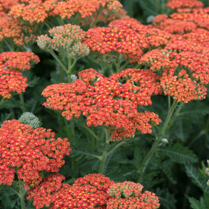 Achillea 'Sassy Summer Sunset'