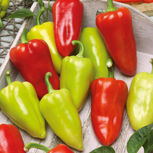 Pepper Seeds 'Sweet Slavus'