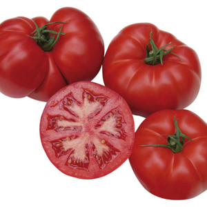 Cordon Tomato Seeds Organic 'Country Taste' F1