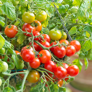 Tomato Seeds 'Terenzo' F1