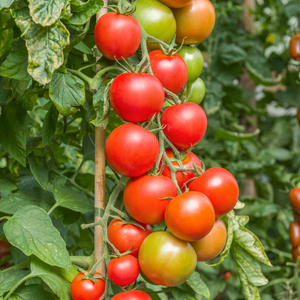 Tomato Seeds Cordon 'Maisey' F1