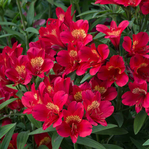 Alstroemeria 'Summer Pepper'