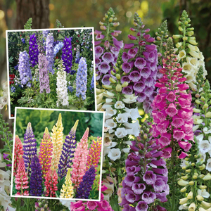 Marshalls 'Traditional Cottage Garden Collection'