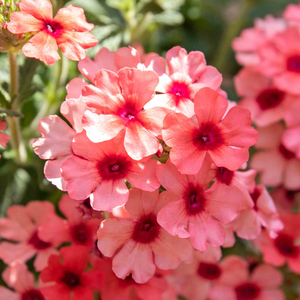 Verbena 'Showboat Mango' Orange
