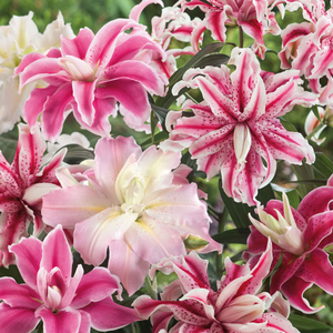 Lily 'Oriental Double Mix'