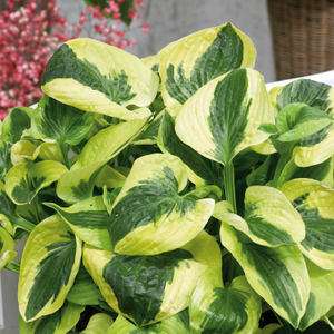 Hosta 'Brim Cup'