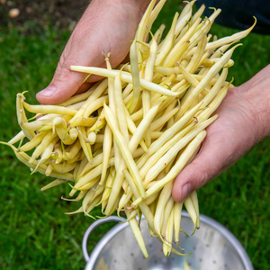 French Bean Climbing 'Monte Gusto'