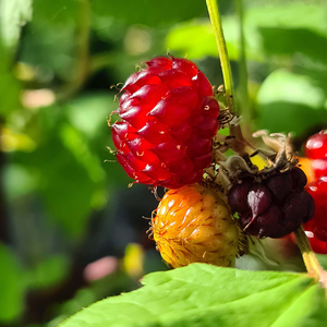 Raspberry 'Tower'