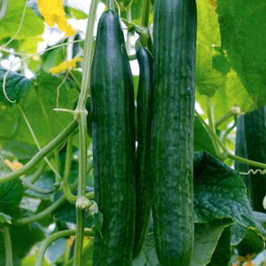 Cucumber 'Euphya'