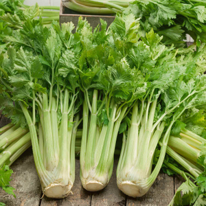 Celery 'Loretta'